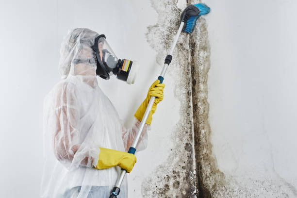 Best Residential Mold Removal  in Marietta, GA