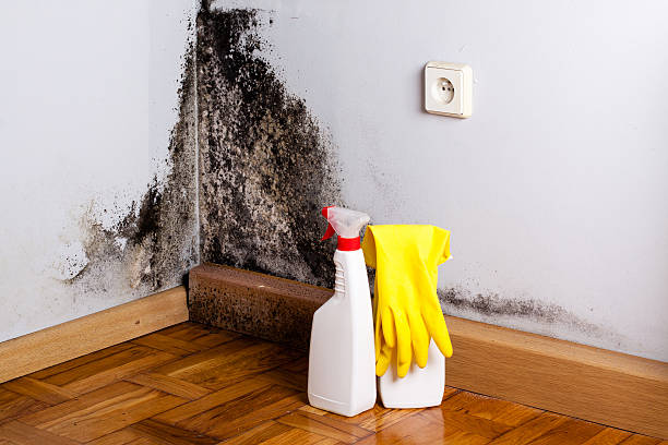 Best Professional Mold Removal  in Marietta, GA